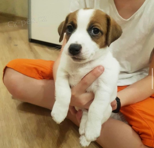 Sladk� �t��ata Jack Russell.
