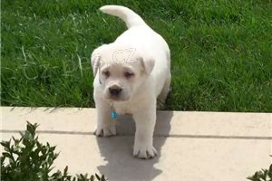 Registrovan� �t��ata labradorsk�ho retr�vra.