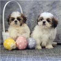 Hrav� Shih Tzu �t��ata.