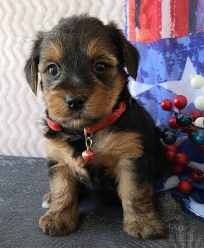 Prod�m roztomil� a kr�sn� miniaturn� �t���tka jork��rsk�ho teri�ra.