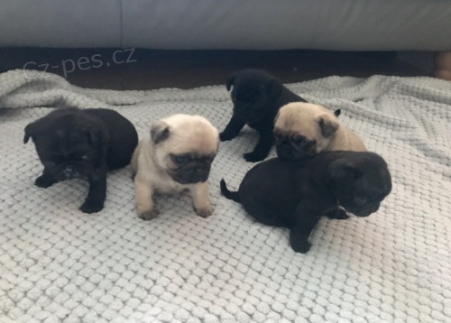 Prod�m kr�sn� o�kovan� a od�erven� �t��ata mopse