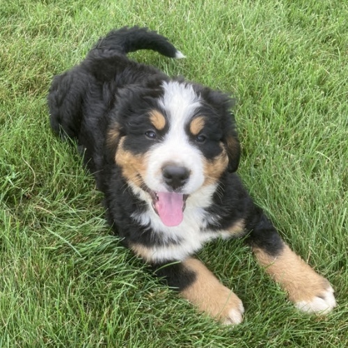 �t��ata Bernsk�ho sala�nick�ho psa k adopci