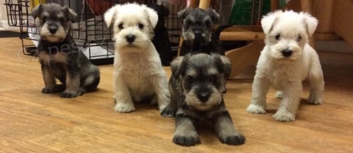 �t��ata mal�ch kn�ra�� k adopci.