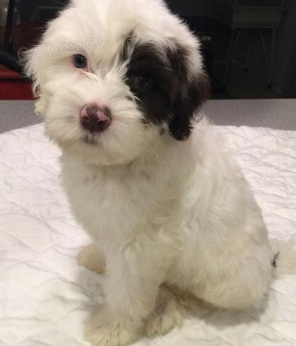 o�kovan� �t��ata portugalsk�ho vodn�ho psa k adopci.