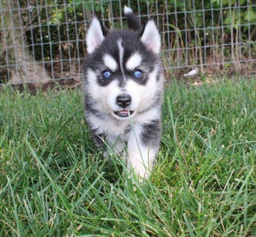 Kr�sn� �t��ata Pomskies na prodej (k��enec sibi�sk� husky a pomeranian).