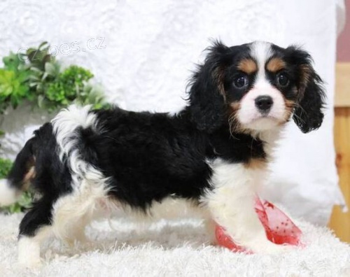 Prod�m o�kovan� �t��ata feny a psa Cavalier King Charles Spaniel.