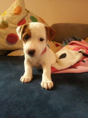 Prod�m o�kovan� �t��ata feny a psa jack russell teri�ra.