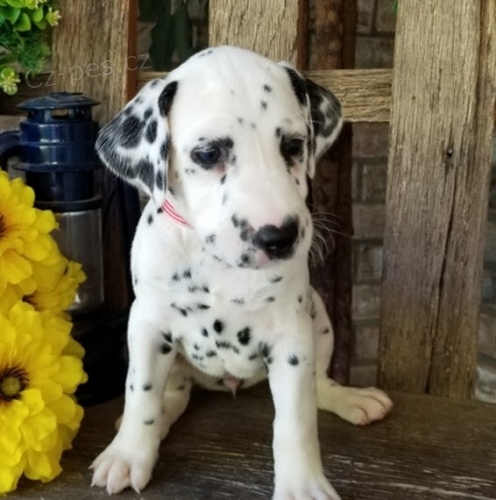 Prod�m o�kovan� �t��ata dalmatin�