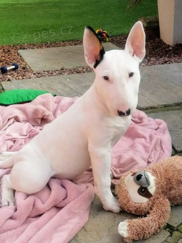 Prod�m o�kovan� a od�erven� �t��ata bulteri�ra.