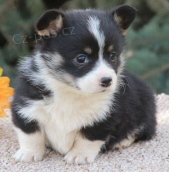 Prod�m �t��ata Pembroke Welsh Corgi.
