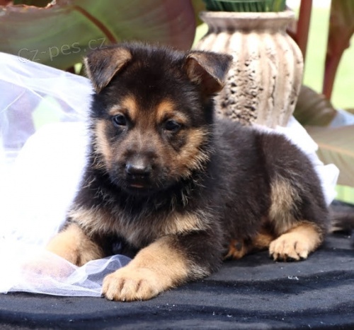 Prod�m �t��ata n�meck�ho ov��ka