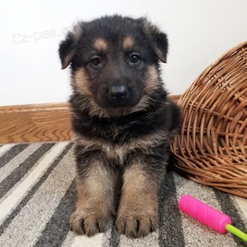 Prod�m �t��ata n�meck�ho ov��ka