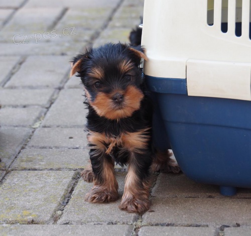 Pejsek �t�n� york��rsk�ho teri�ra