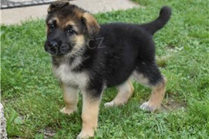 �t��ata n�meck�ho ov��ka.