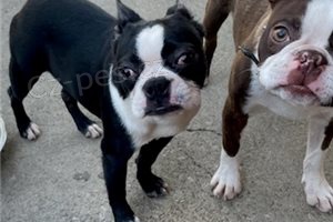 �t��ata Bostonsk�ho teri�ra.