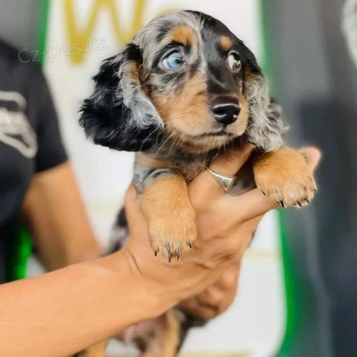 Kr�sn� �t��ata jezev��ka.