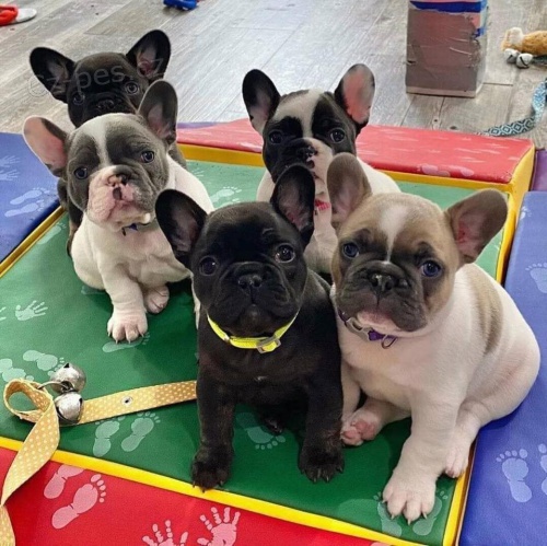 Kr�sn� �t��ata francouzsk�ho buldo�ka.