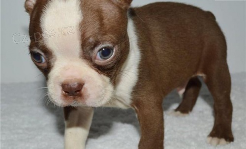 Kr�sn� �t��ata Boston teri�ra.