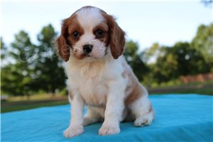 Kaval�r King Charles �pan�l �t��ata.