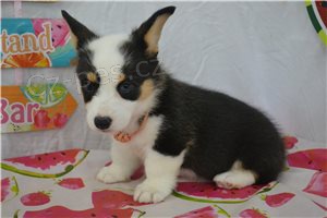 K dispozici �t���tka Corgi.
