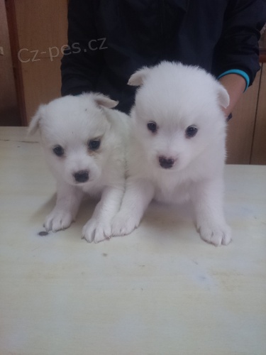 Roztomil� japonsk� �pic �t��ata.