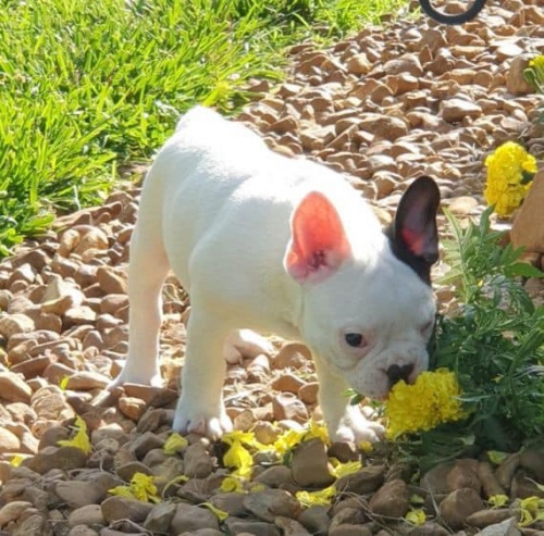 Zdrav� �t��ata francouzsk�ho buldo�ka.