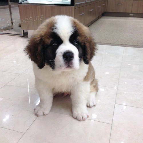 Rozko�n� �t��ata svat�ho Bernarda.