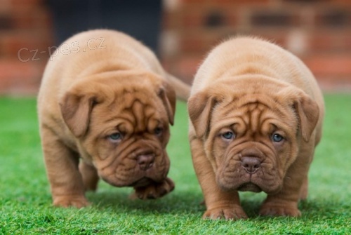 Prod�m �t��ata Bordeauxsk� dogy