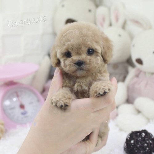 Prod�m o�kovan� �t��ata toy pudla.