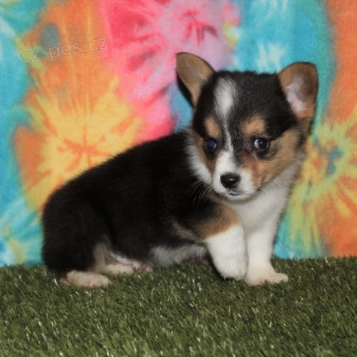 O�kovan� �t��ata Pembroke Welsh Corgi na prodej.