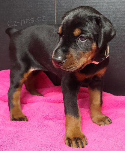 o�kovan� �t��ata dobrmana k adopci