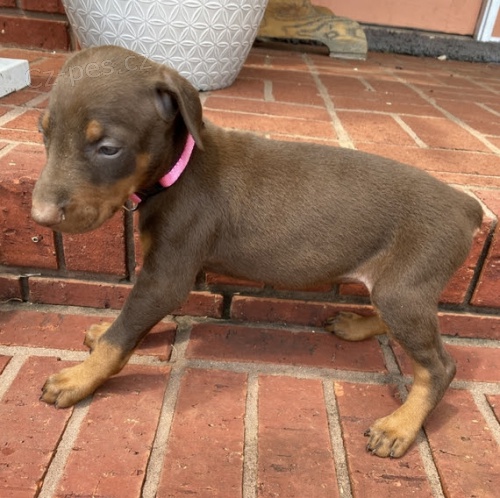 o�kovan� �t��ata dobrmana k adopci