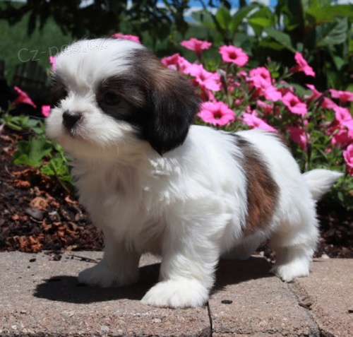 Prod�m �t��ata SHIH TZU