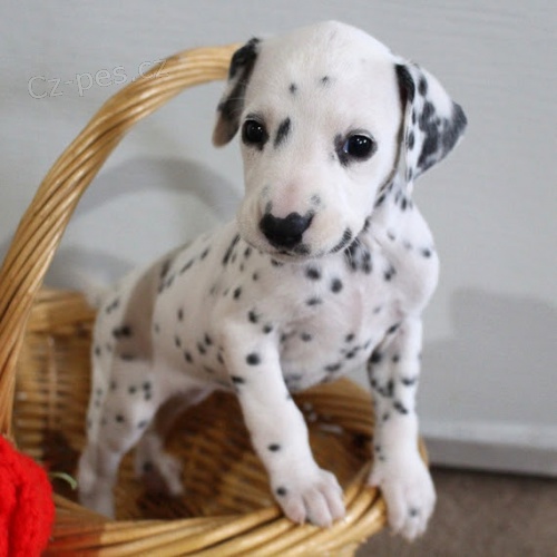 Prod�m o�kovan� �t��ata Dalmatin�