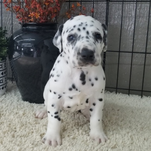 Prod�m o�kovan�, zdrav� a od�erven� �t��ata dalmatin�