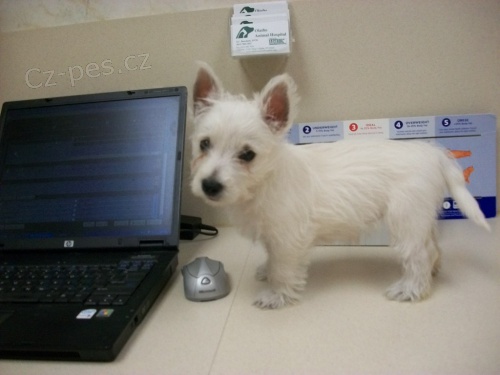 Prod�m mini �t��ata West Highland White Terriers