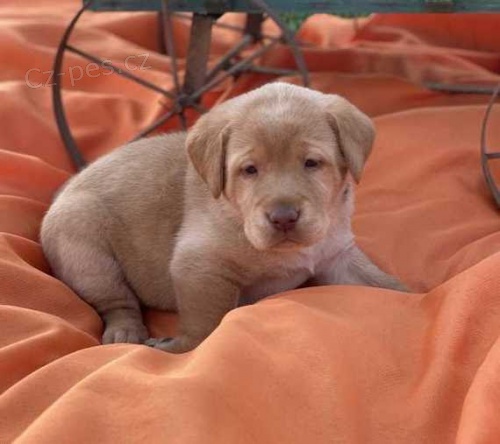 Prod�m �t��ata labradorsk�ho retr�vra.