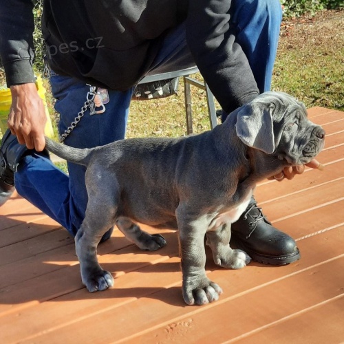 Neopolitan Mastiff �t��ata.