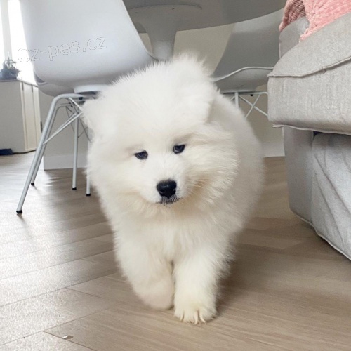 B�l� pes a samice Samoyed �t��ata.