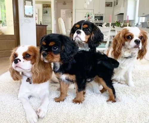 King Charles Cavalier �pan�l �t��ata.