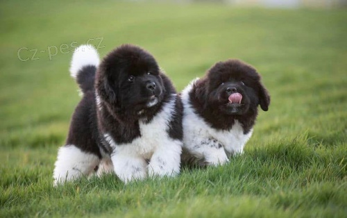 Registrovan� �t��ata Newfoundlandu.