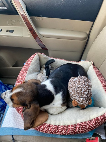 Registrovan� �t��ata basset hound.