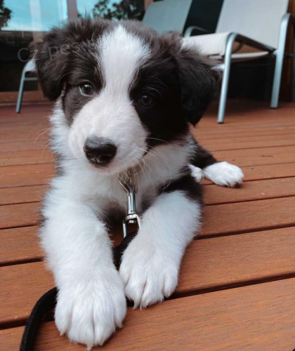 Ohromuj�c� hrani�n� kolie pupies.