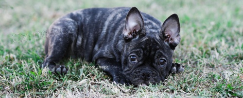 Francouzsk� buldo�ek �t�n�