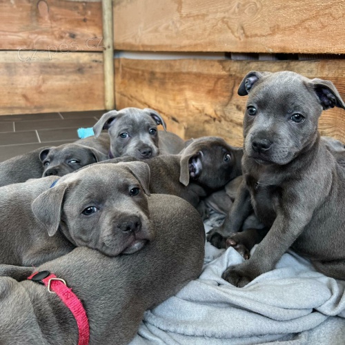 �t��ata staford��rsk�ho b���ho teri�ra.