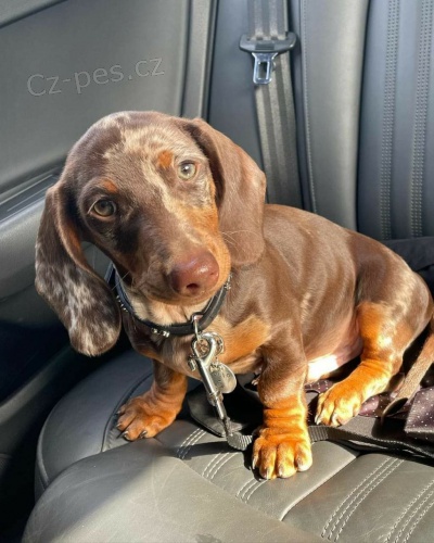 Miniaturn� �t��ata jezev��ka.