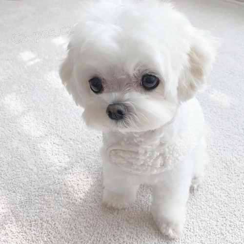 Rozko�n� maltsk� �t��ata.