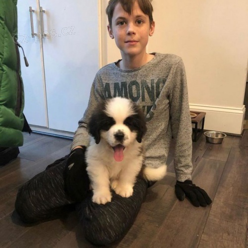 �t��ata svat�ho Bernarda.