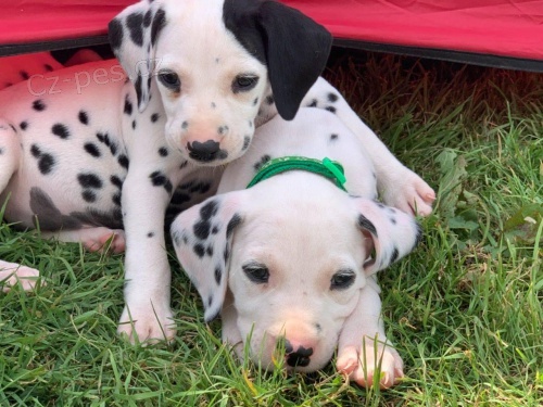 Kr�sn� dalmatsk� �t��ata.