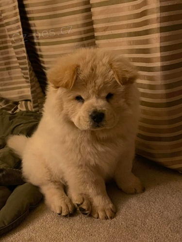 Kr�sn� Chow chow �t��ata.